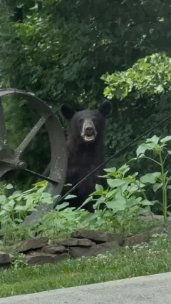 A black bear visiting the East TN Views property