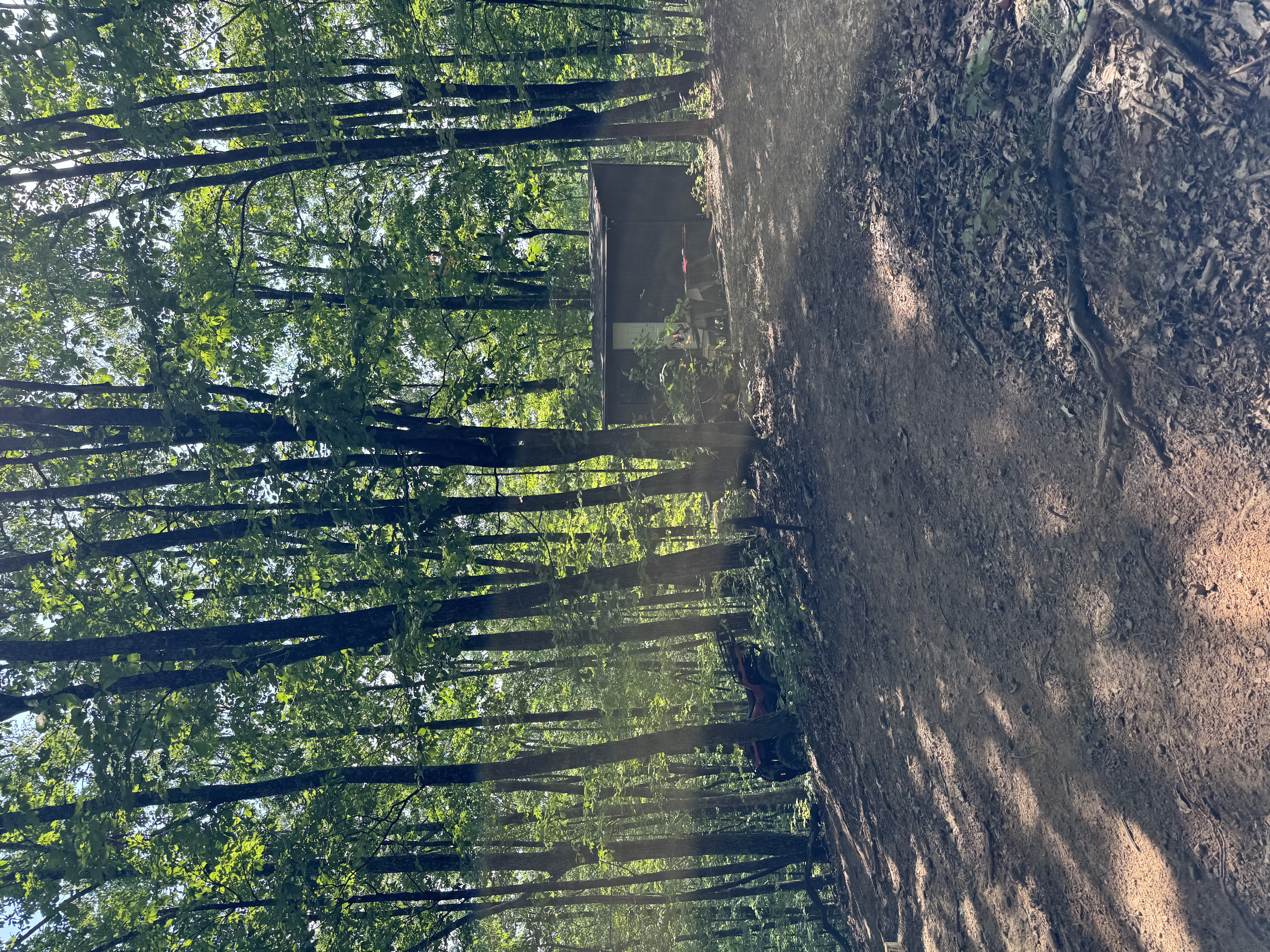 cabin in the woods