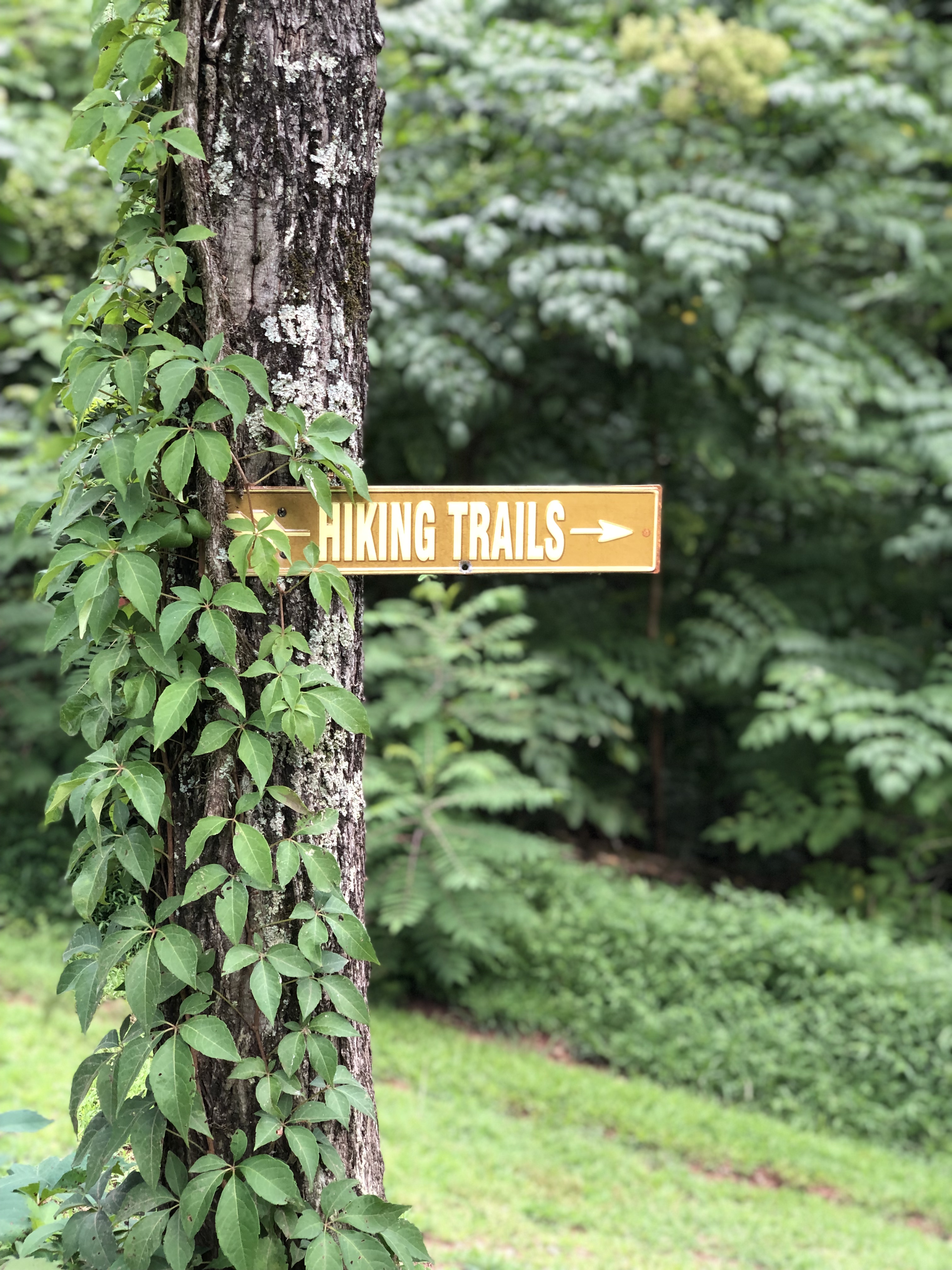 East Tennessee hiking trails