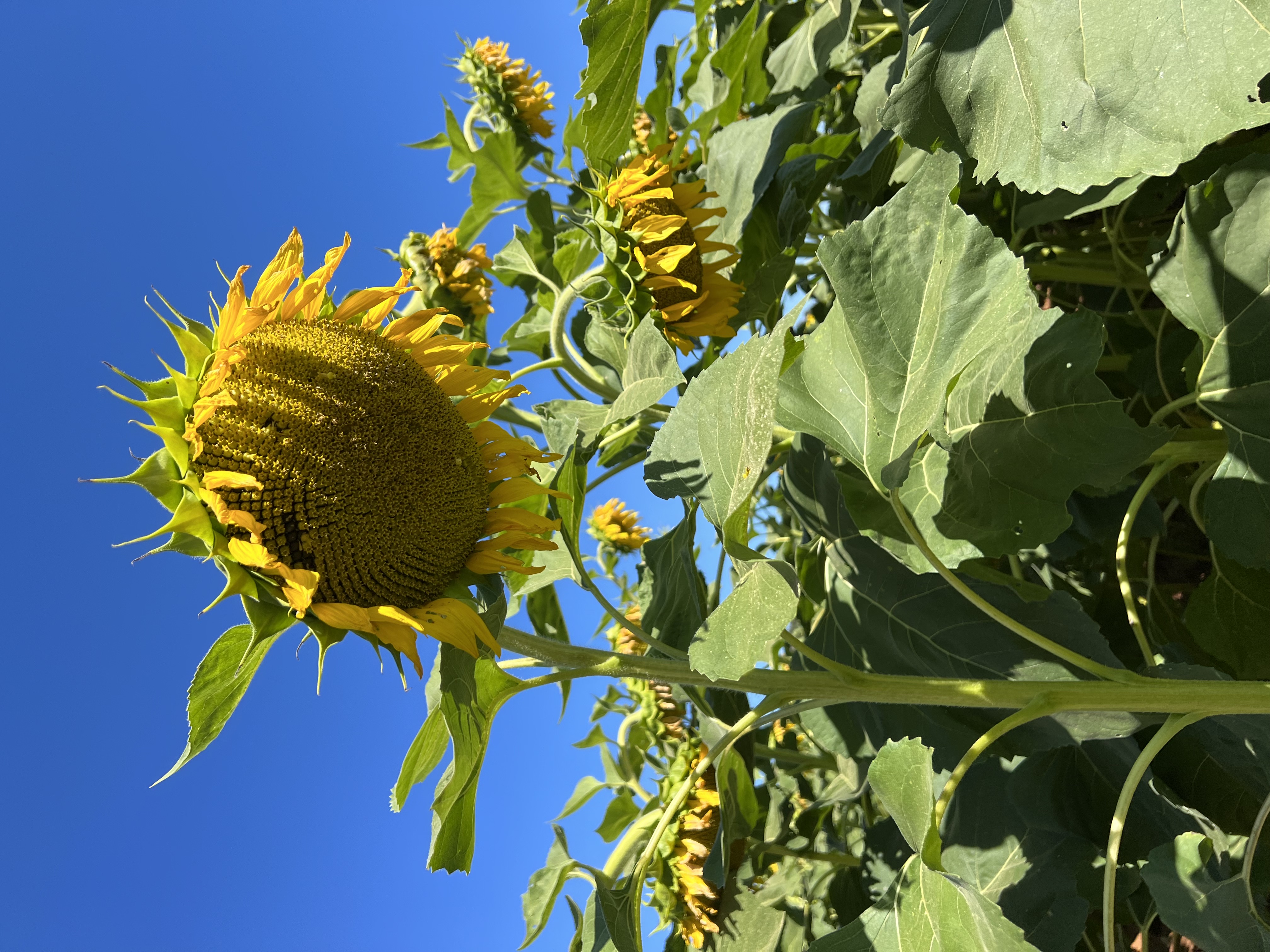Sunflowers